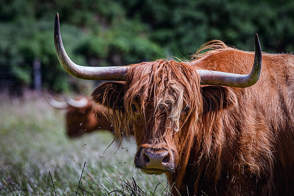 220712 Highland Cattle 018