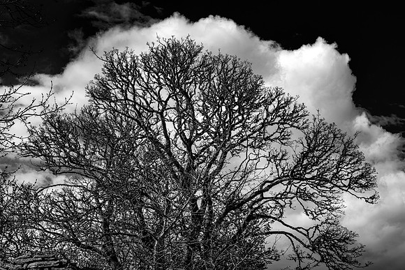 210516 Dalemore 085