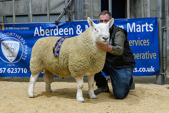 220916 NCC Quoybrae - Champion - Barnaclavan Cooper - £11000 #2
