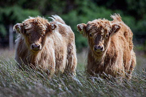 220712 Highland Cattle 003