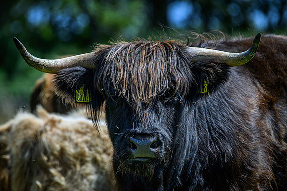 220712 Highland Cattle 081