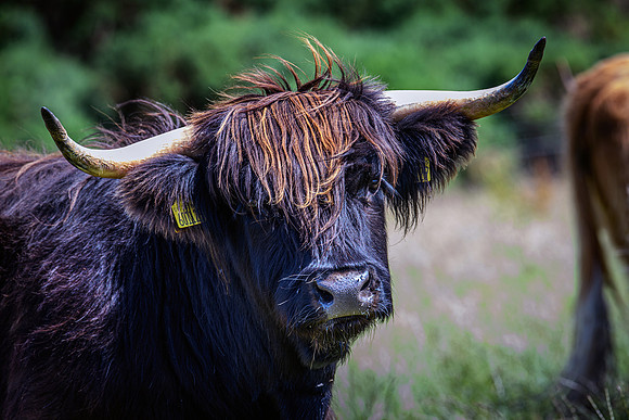 220712 Highland Cattle 060
