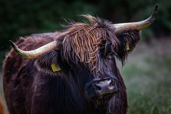 220712 Highland Cattle 055