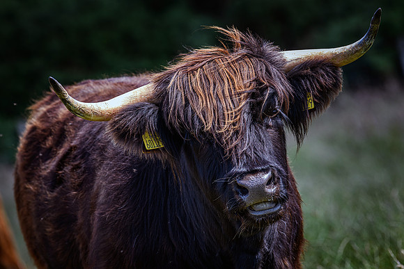 220712 Highland Cattle 056