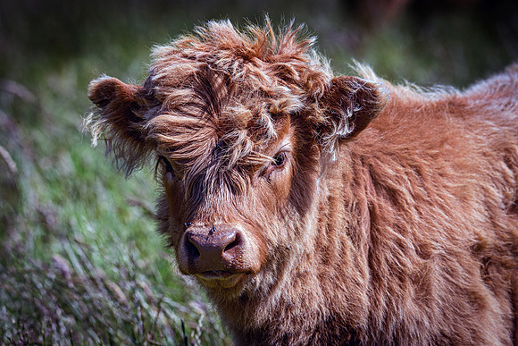220712 Highland Cattle 029