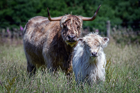 220712 Highland Cattle 067
