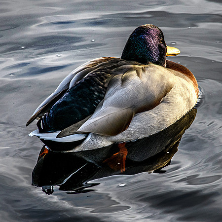 210105 Mallard Ducks 015