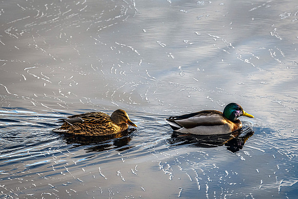 210105 Mallard Ducks 012