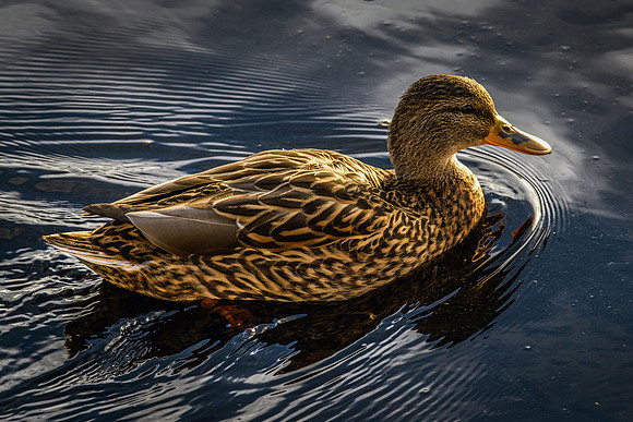 210105 Mallard Ducks 003 (1)