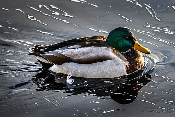 210105 Mallard Ducks 009 (1)