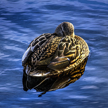 210105 Mallard Ducks 016