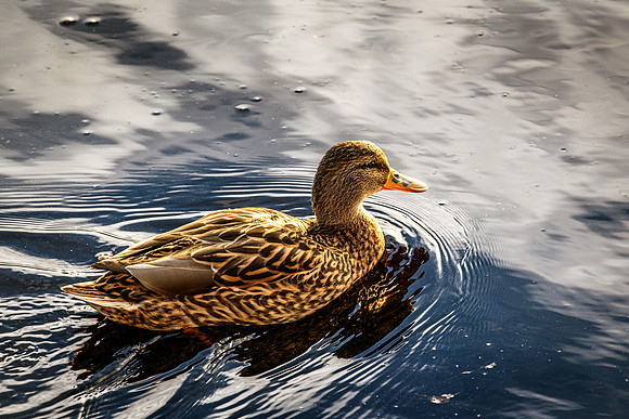 210105 Mallard Ducks 007 (1)