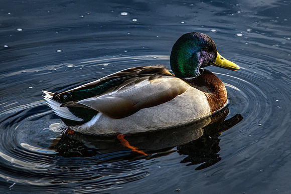 210105 Mallard Ducks 001 (1)