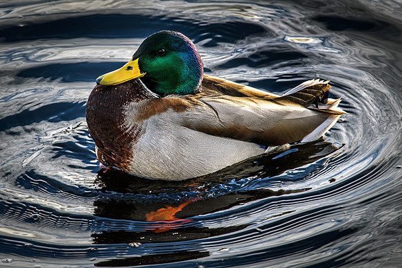 210105 Mallard Ducks 004 (1)