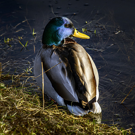 210105 Mallard Ducks 008 (1)