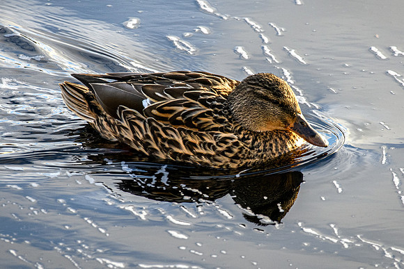 210105 Mallard Ducks 010 (1)