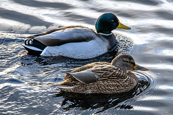 210105 Mallard Ducks 018