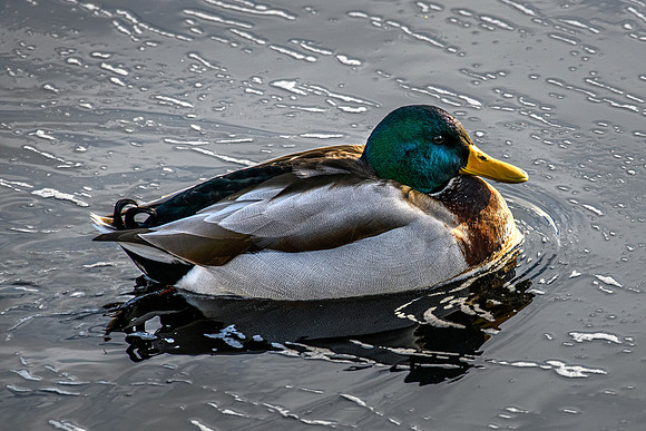 210105 Mallard Ducks 011