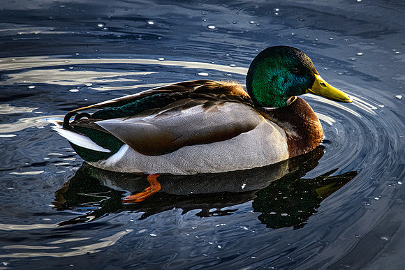 210105 Mallard Ducks 002 (1)