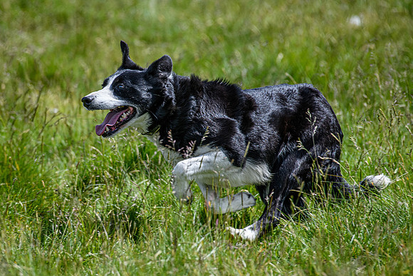 210626 Badanloch Trial 177