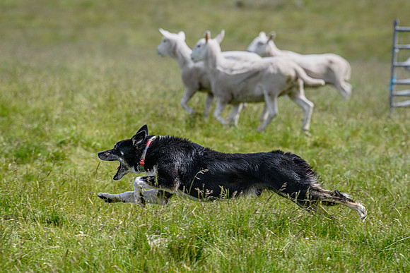 210626 Badanloch Trial 164