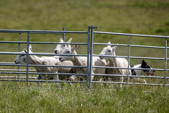 210626 Badanloch Trial 148