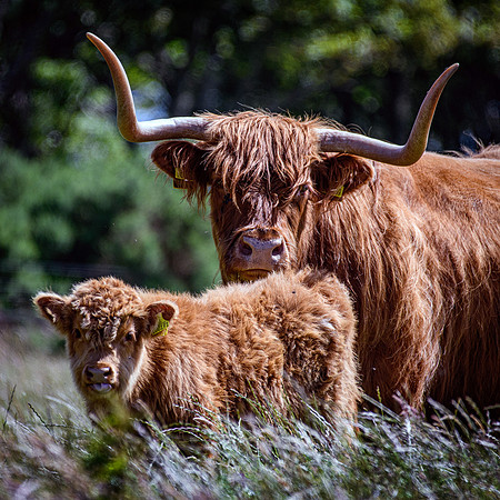 220712 Highland Cattle 001
