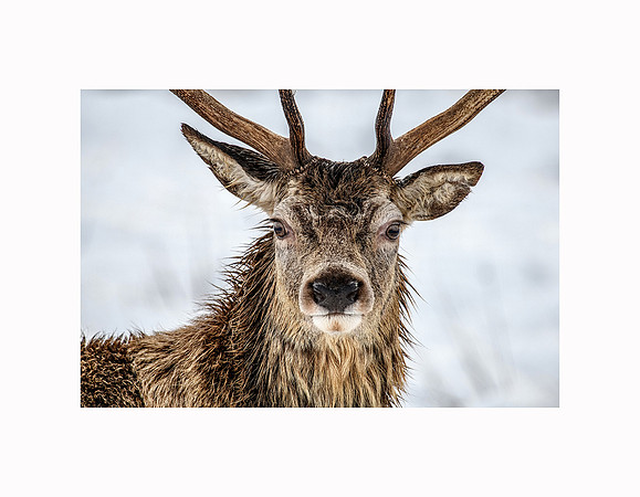 45 - Badanloch Stag