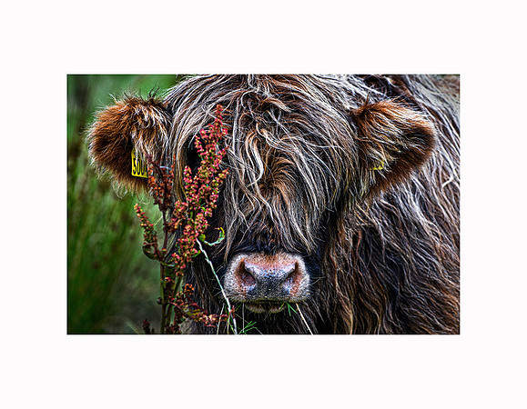 63 - Highlander #8 3X2_1