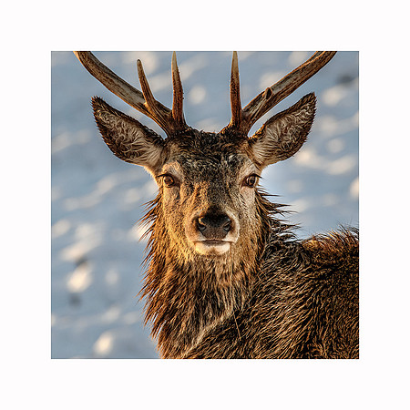 64 - Stag #1