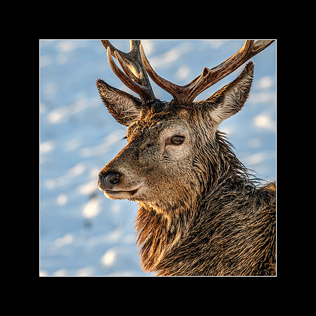 65 - Stag #2