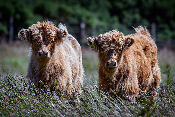 220712 Highland Cattle 005