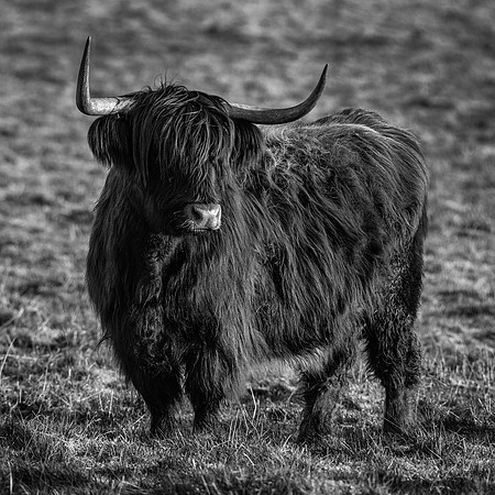 201228 Highlanders 007 (2)