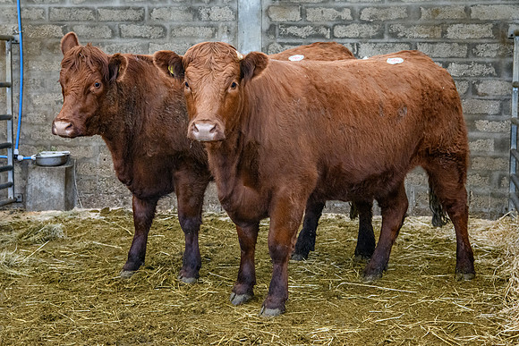 260512 Luing @ Dingwall 260