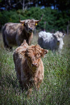 220712 Highland Cattle 034