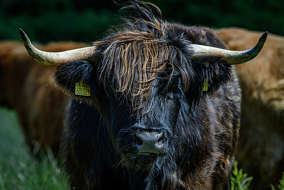 220712 Highland Cattle 049