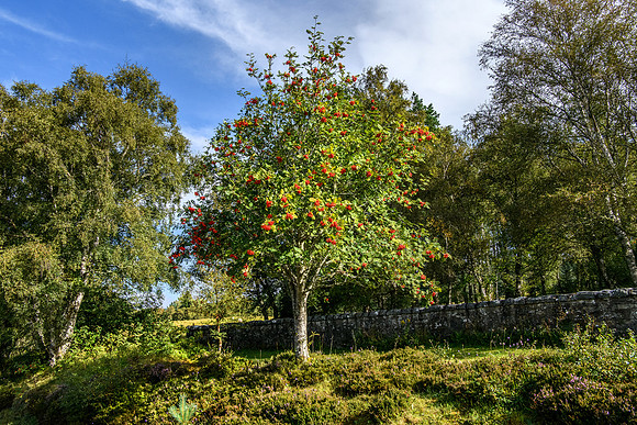 260902 Rosehall Church of Scotland 144