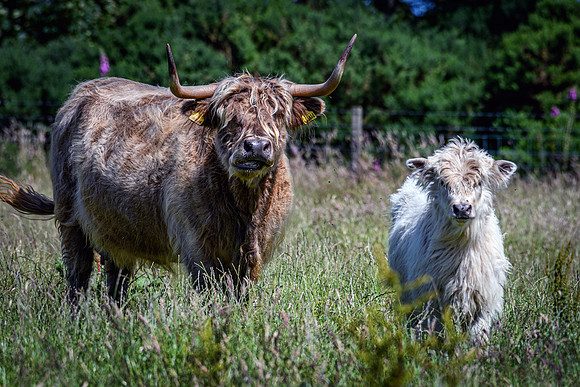 220712 Highland Cattle 062