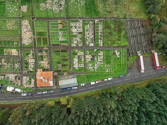 261005 Lairg Sale 104