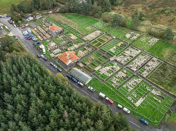 261005 Lairg Sale 131