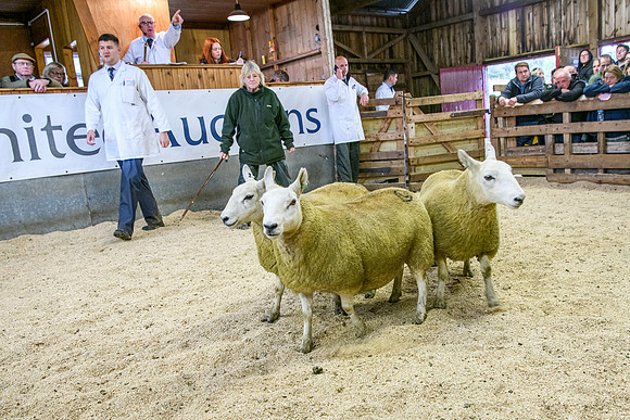 261005 Lairg Sale 016