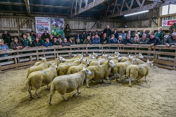 261005 Lairg Sale 077