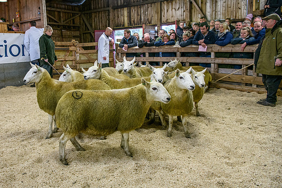 261005 Lairg Sale 047