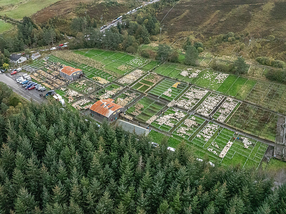 261005 Lairg Sale 130