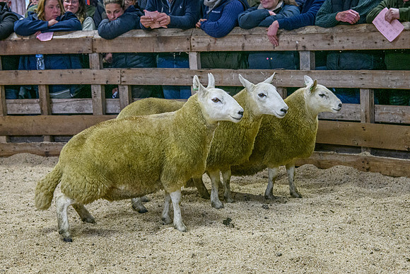 261005 Lairg Sale 025