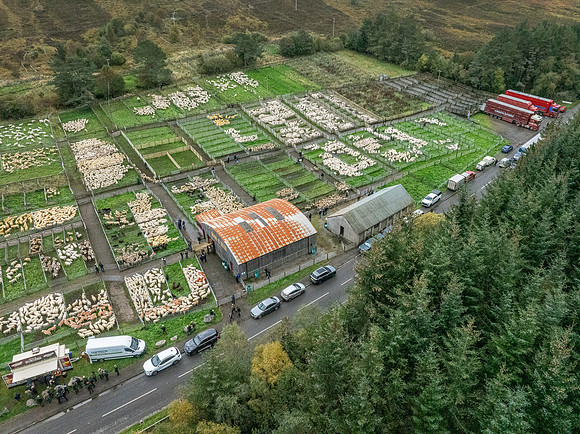 261005 Lairg Sale 102