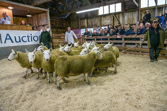 261005 Lairg Sale 048
