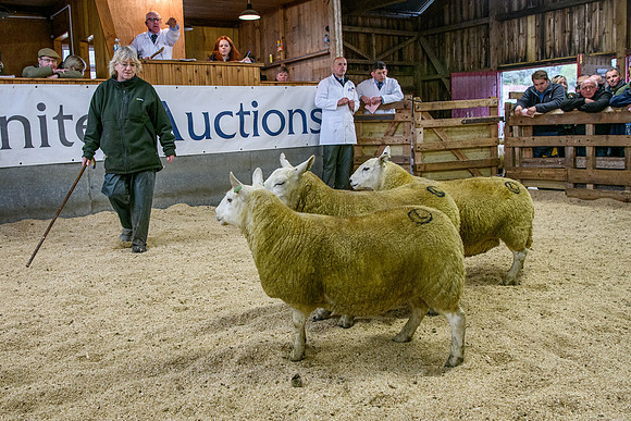 261005 Lairg Sale 031