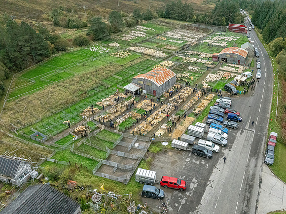 261005 Lairg Sale 087