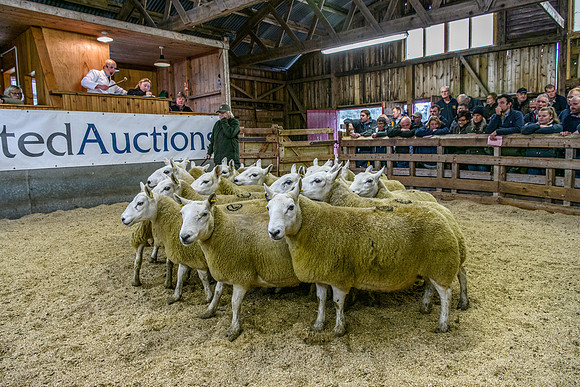 261005 Lairg Sale 064
